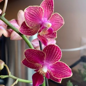 Meet your Posher, Taylor-lynn